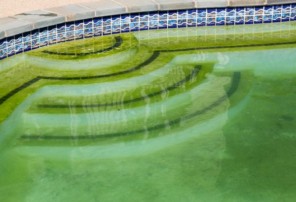 Pool Deck Algae Removal in Venice